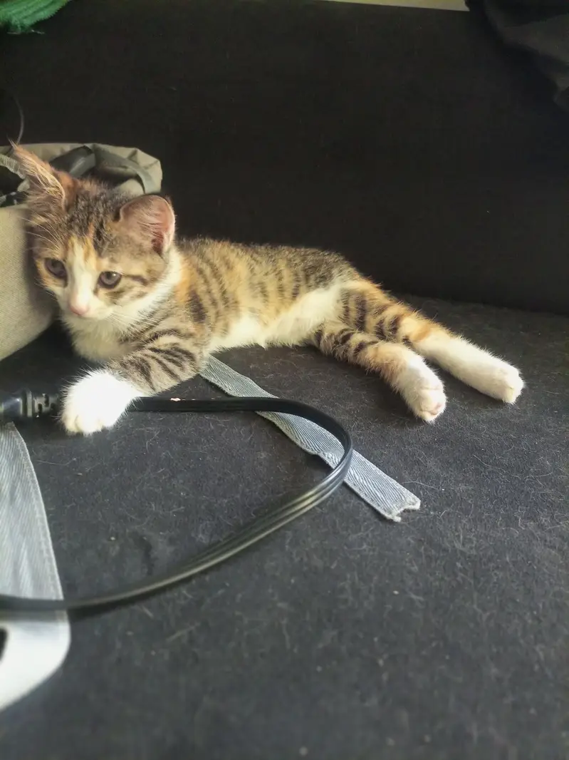 Playful kittens for sale. — photo 6