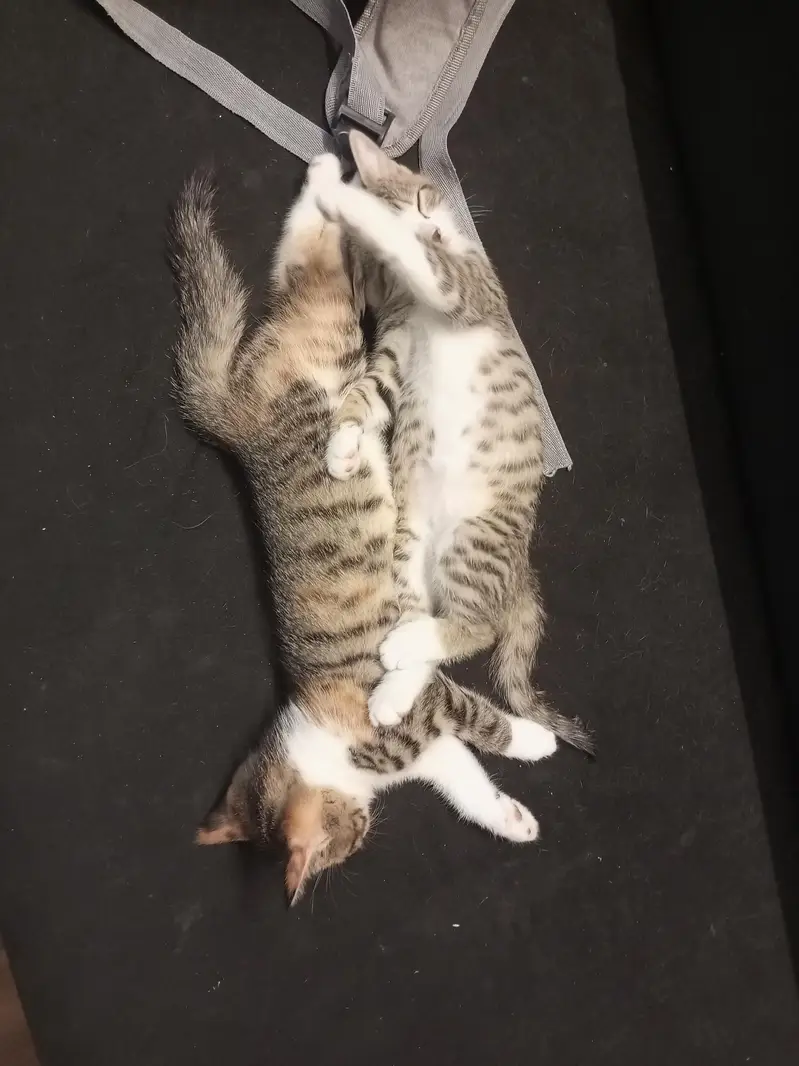 Playful kittens for sale. — photo 7