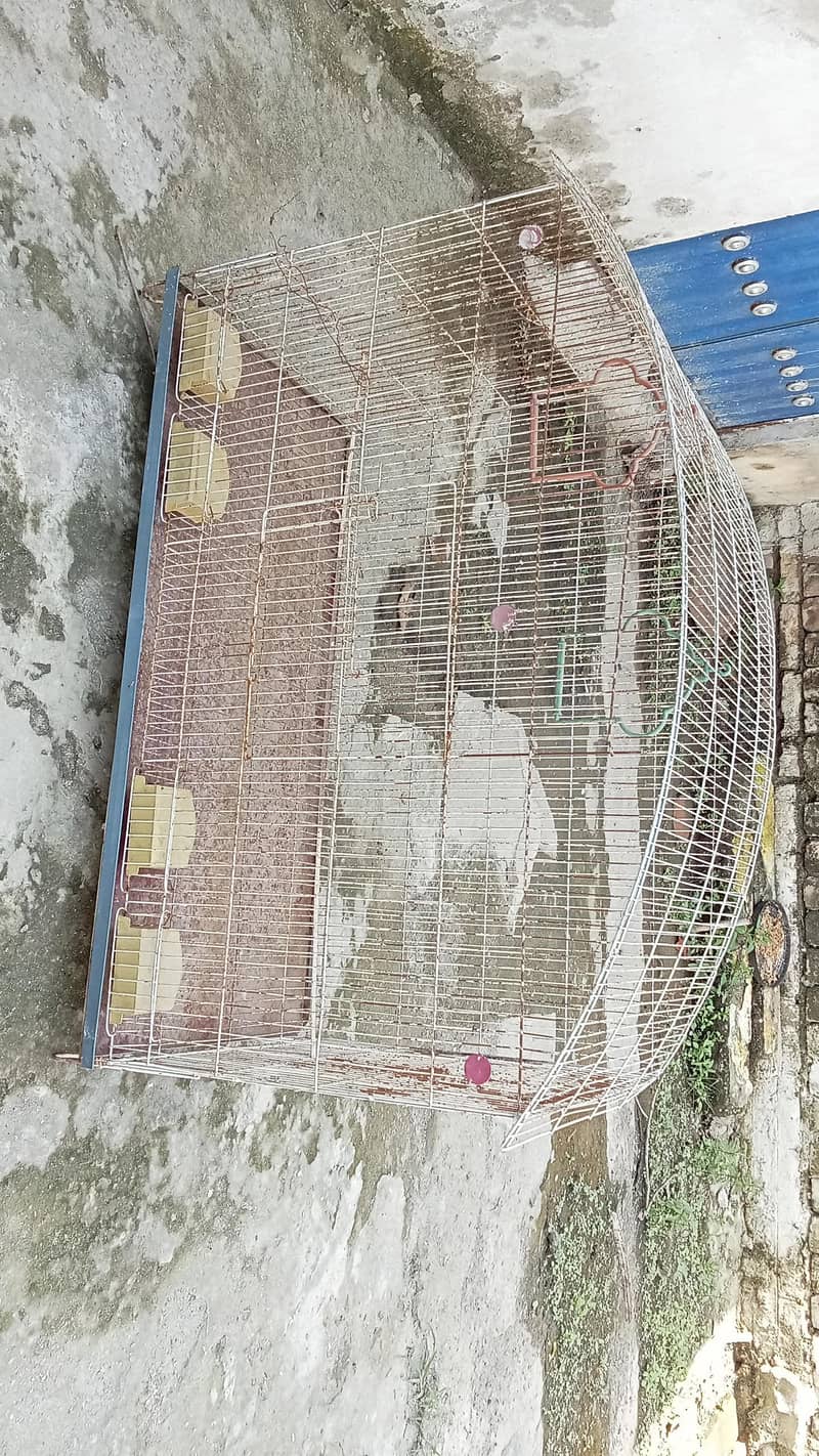 Bird cage 1