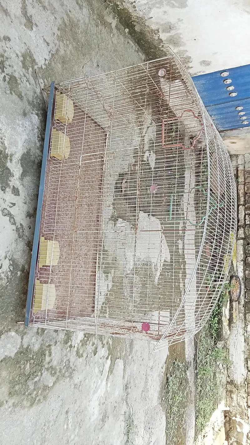 Bird cage — photo 2