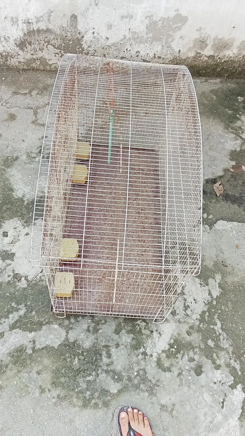 Bird cage — photo 3