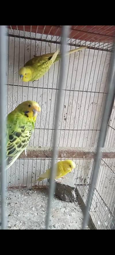 2 breeder pair