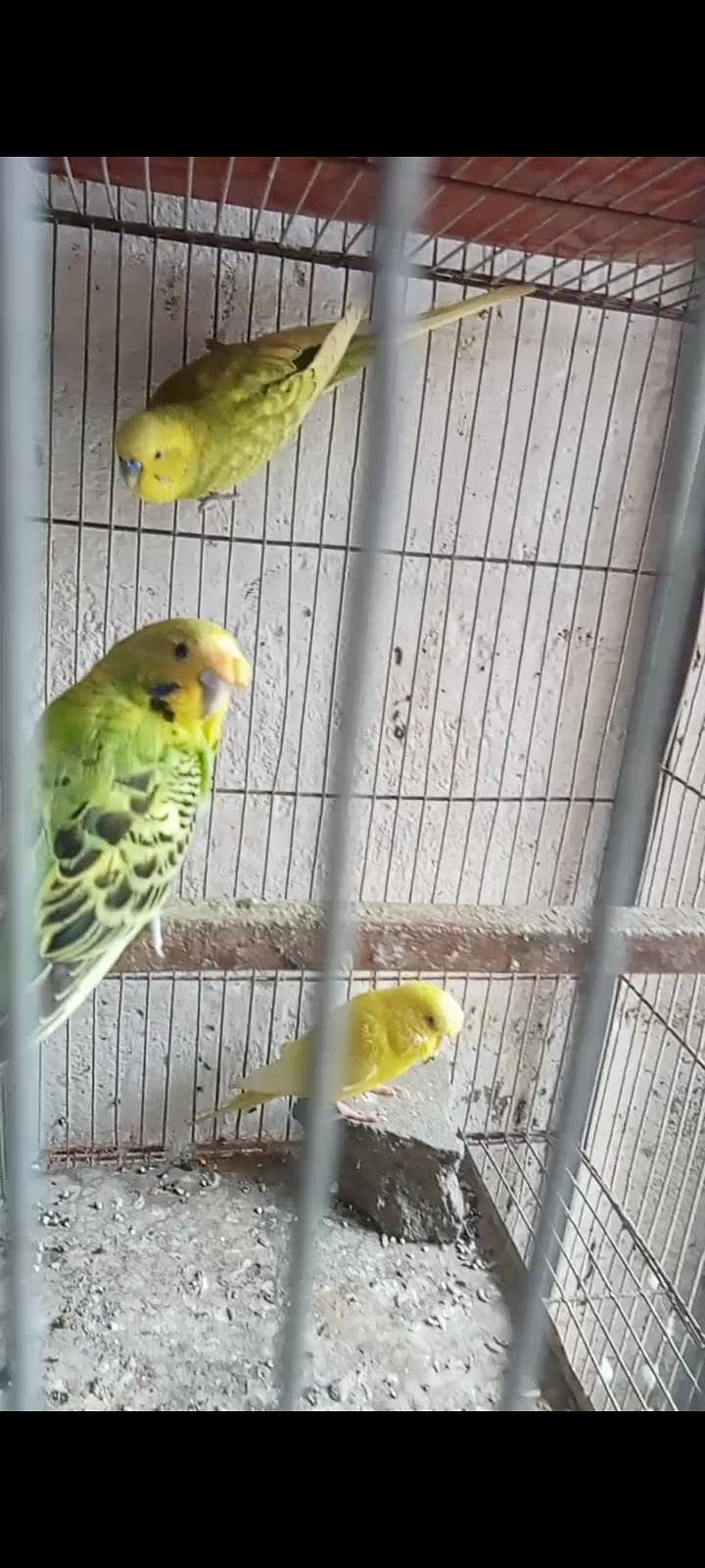 2 breeder pair 0