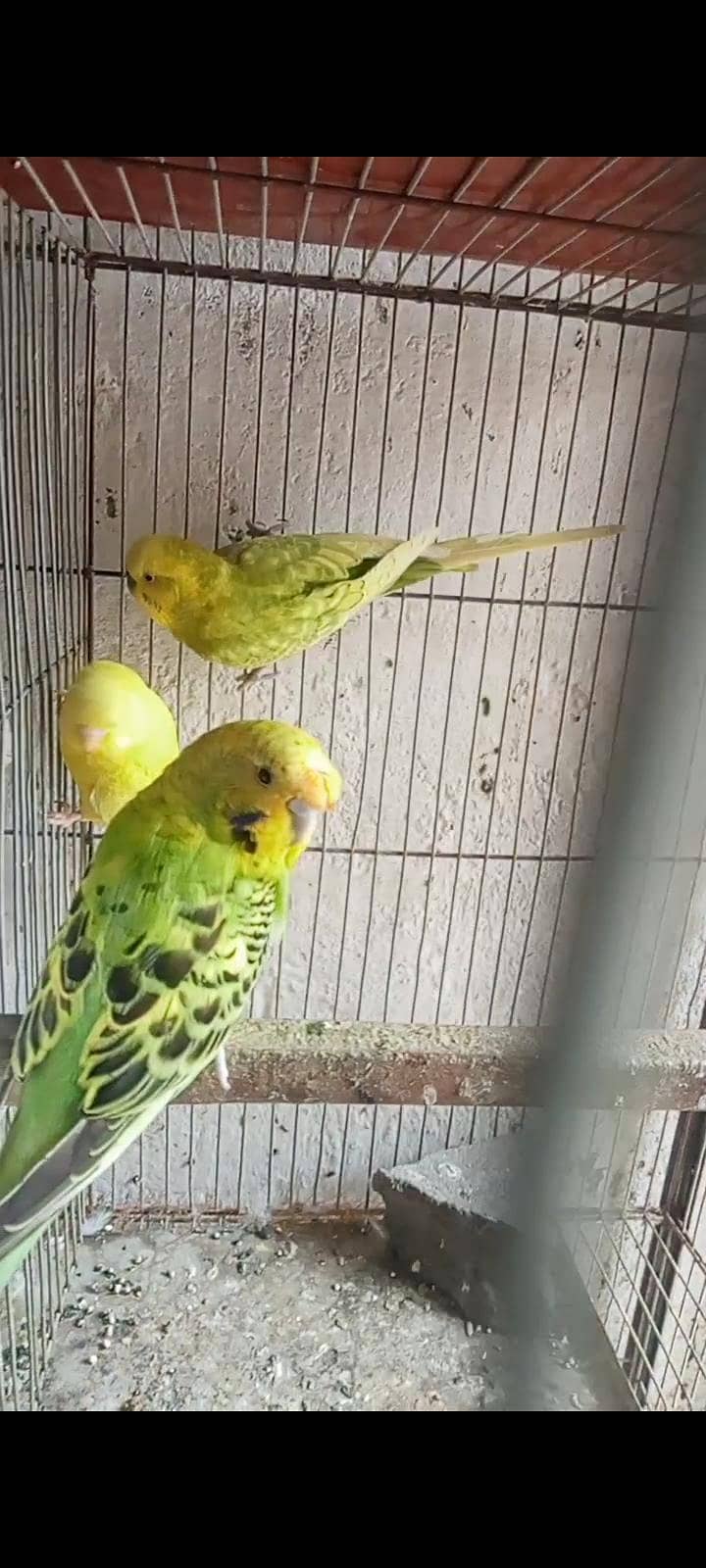 2 breeder pair 1