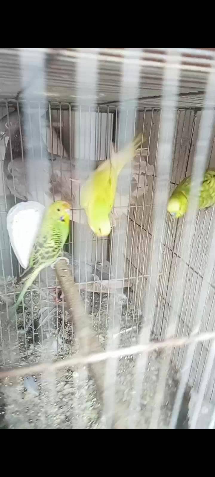 2 breeder pair 2