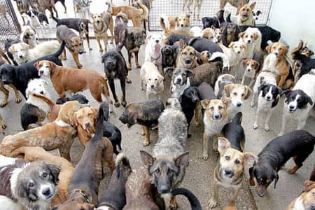dog care centre jaga Nahi mujhe contact kr skhta hai