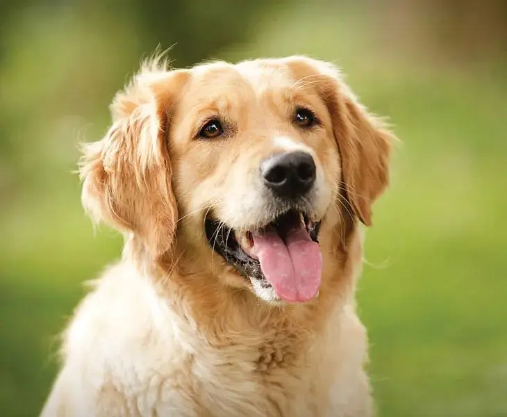 dog care centre jaga Nahi mujhe contact kr skhta hai — photo 2