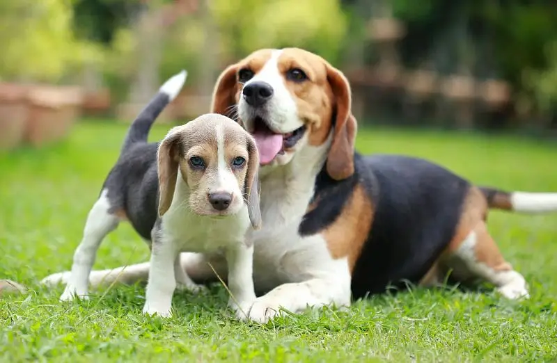 dog care centre jaga Nahi mujhe contact kr skhta hai — photo 3