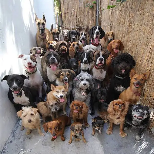 dog care centre jaga Nahi mujhe contact kr skhta hai — photo 4
