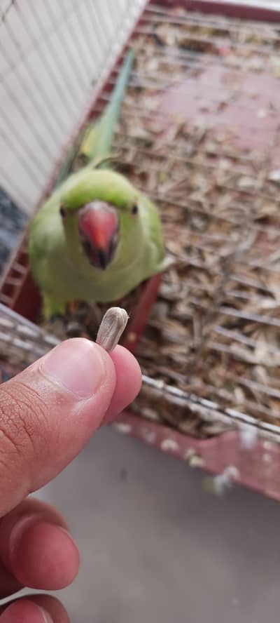 Beautiful ringneck parrot for Sale