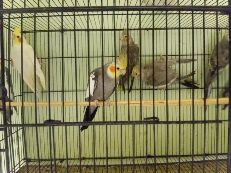 Grey cocktaiel — photo 2