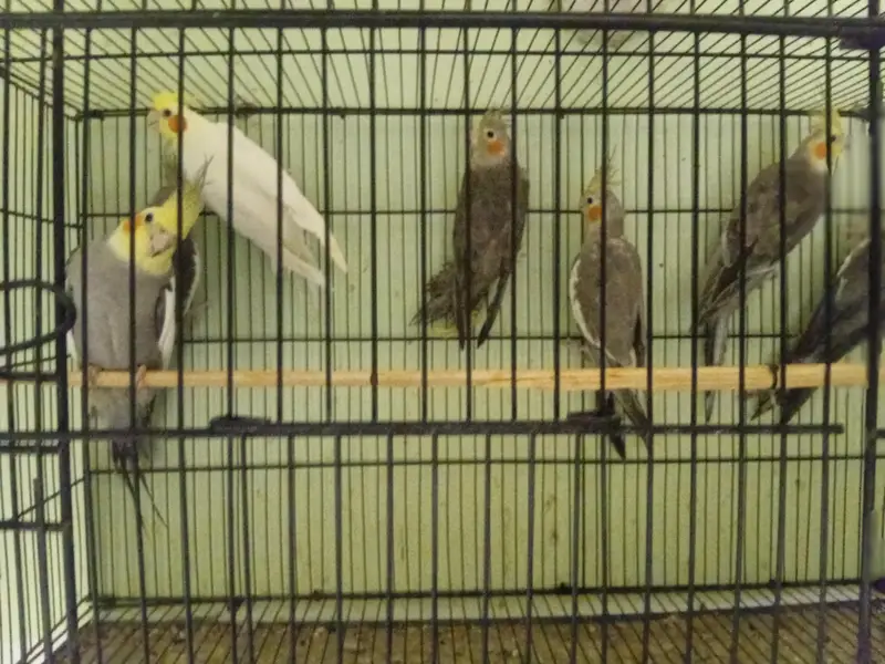 Grey cocktaiel — photo 3