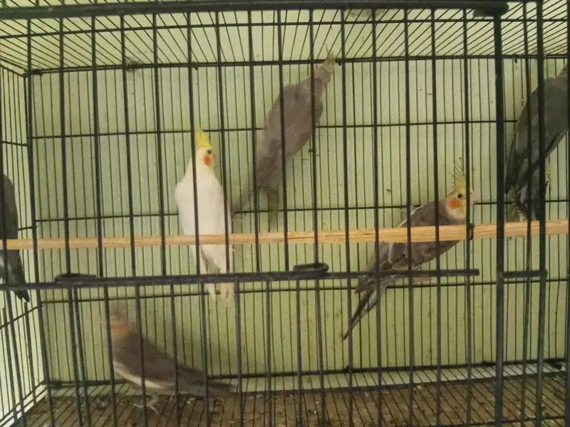 Grey cocktaiel — photo 4