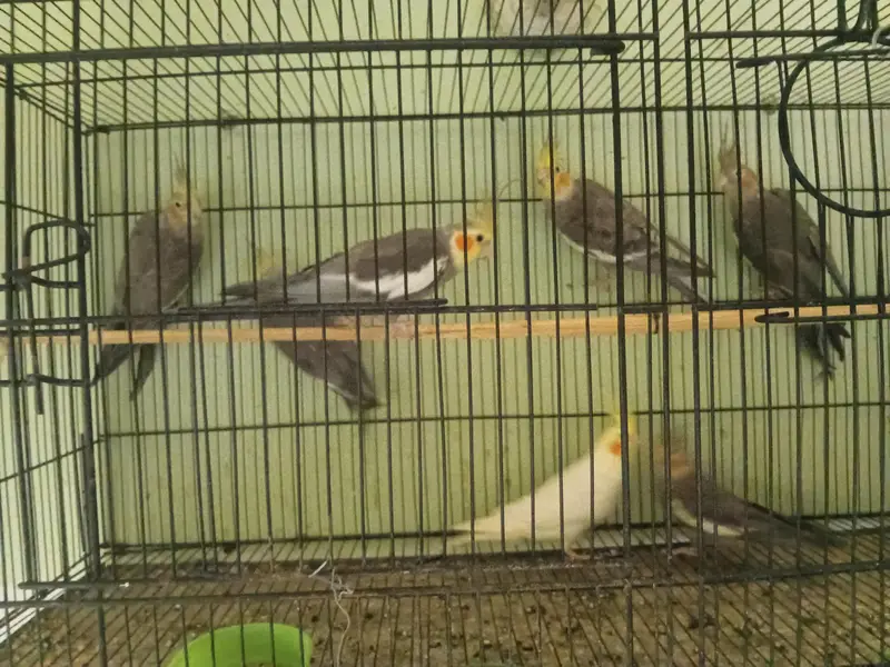 Grey cocktaiel — photo 5