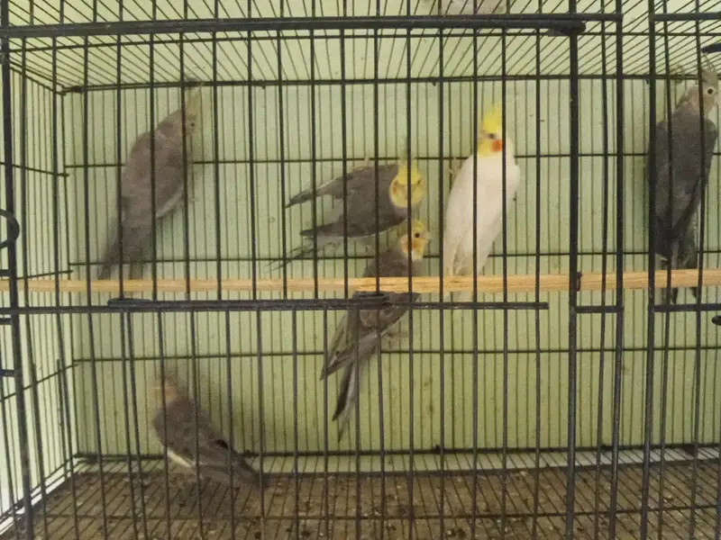 Grey cocktaiel — photo 6