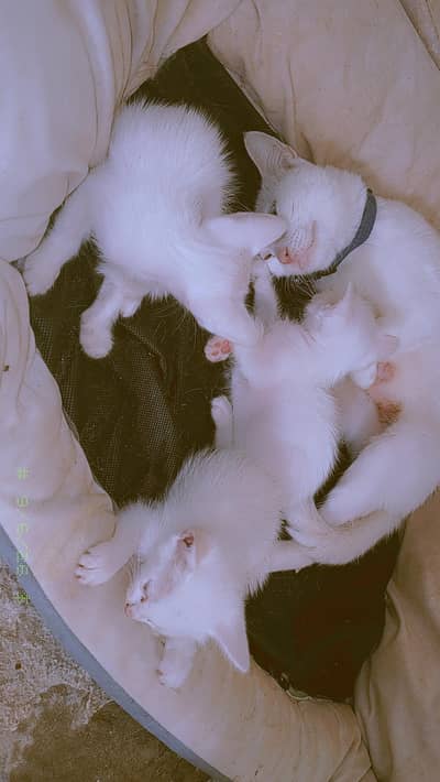 Cats for sale