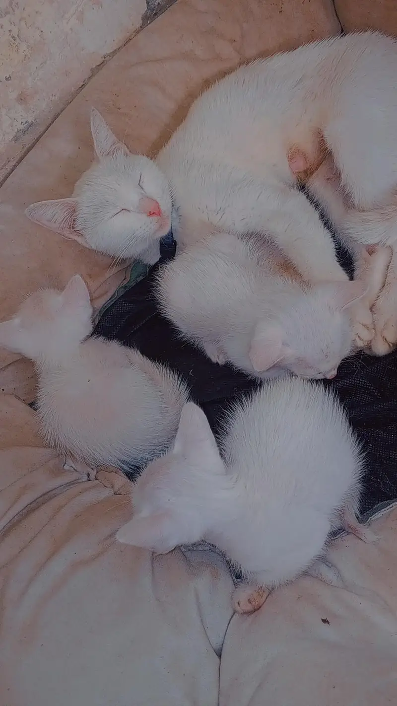 Cats for sale — photo 2