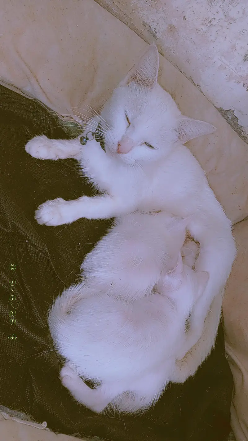 Cats for sale — photo 3