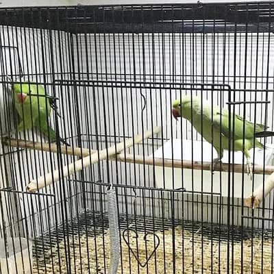 1 سال کا جوڑا For sale
