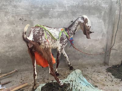 ek bakri ek phat or ek bakra
