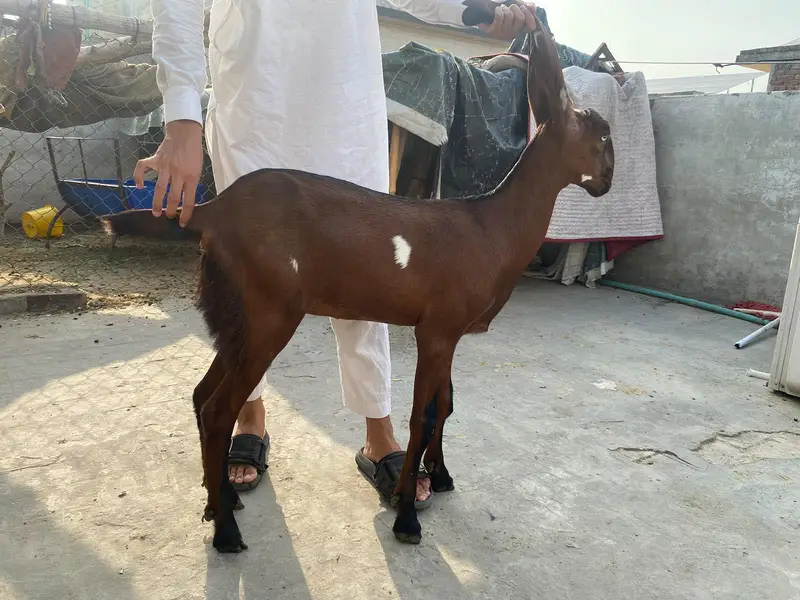 ek bakri ek phat or ek bakra — photo 2