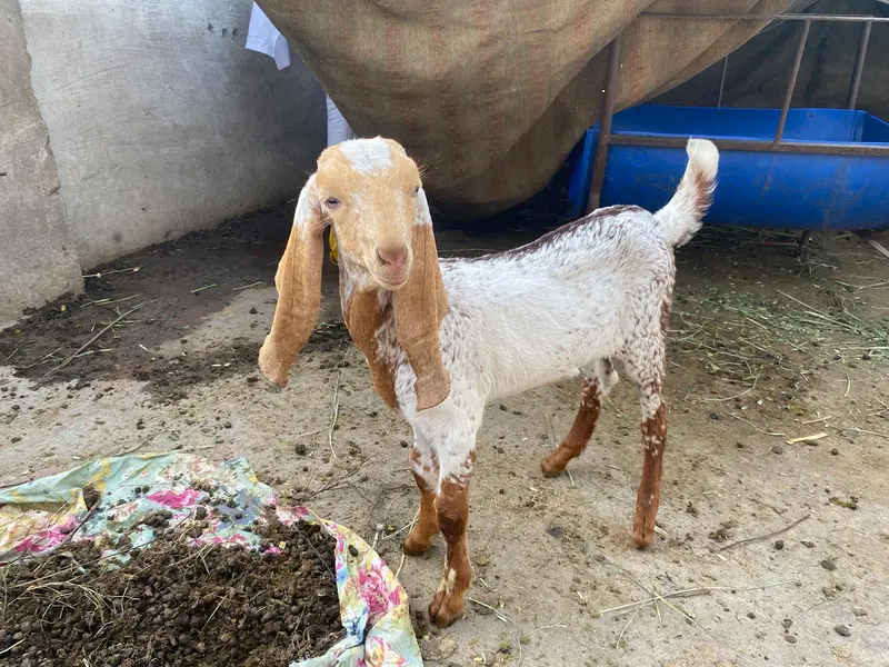 ek bakri ek phat or ek bakra — photo 3