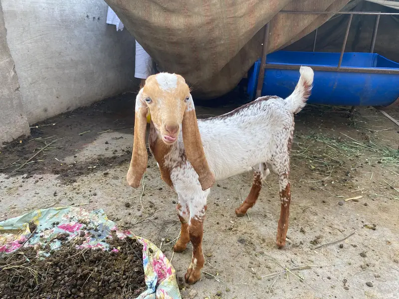 ek bakri ek phat or ek bakra — photo 4