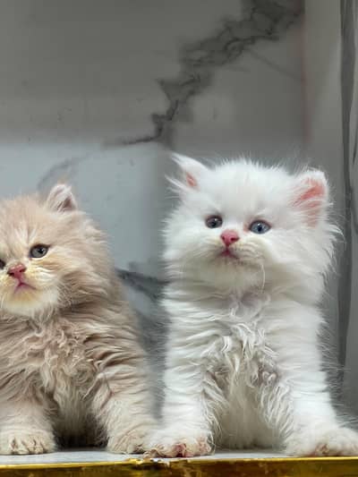 Low Price Kittens/White Persian Kitten/Cats/Male/Female