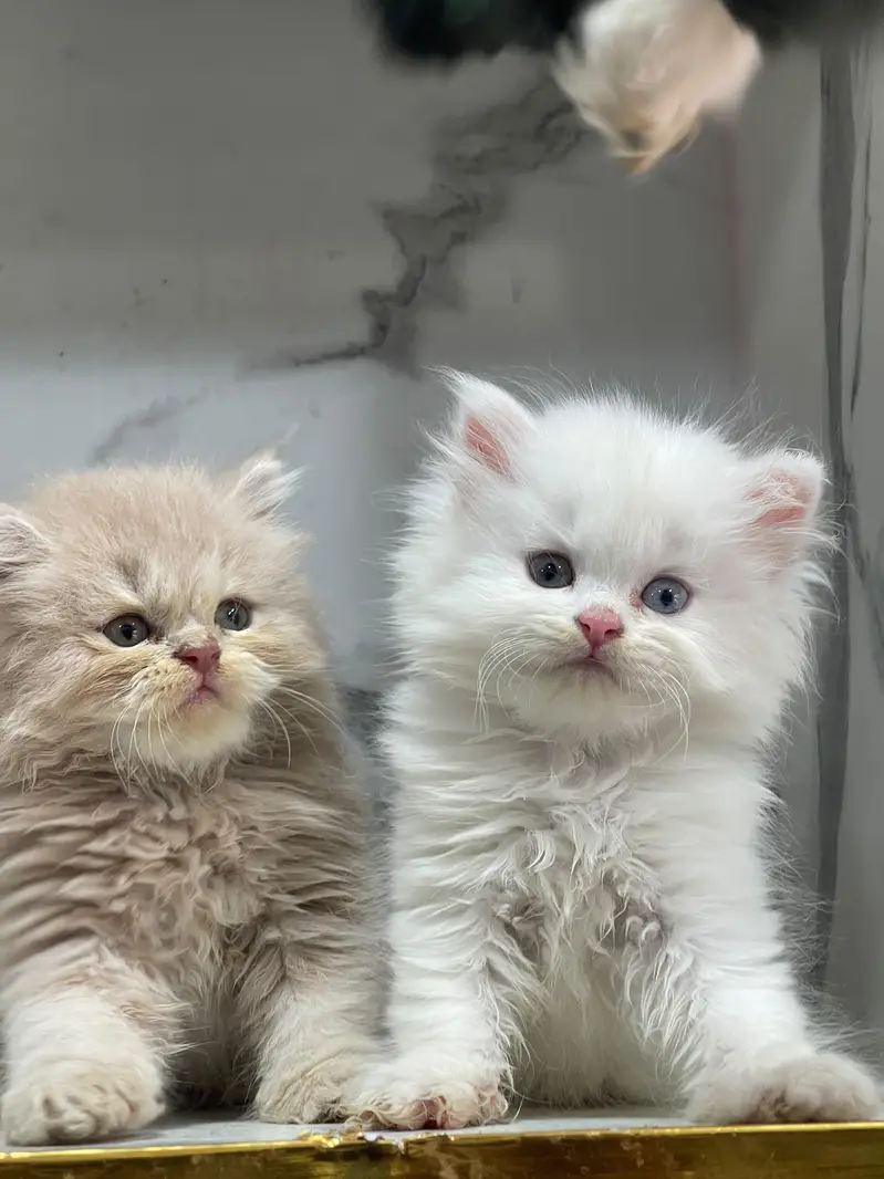 Low Price Kittens/White Persian Kitten/Cats/Male/Female — photo 2