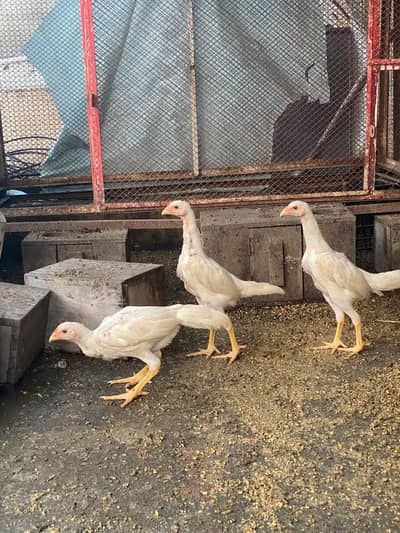 TOP QUALITY WHITE SHAMO CHIKS  fully vaccinated birds