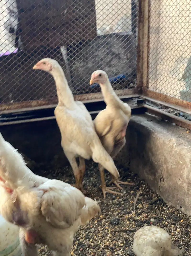 TOP QUALITY WHITE SHAMO CHIKS  fully vaccinated birds — photo 2