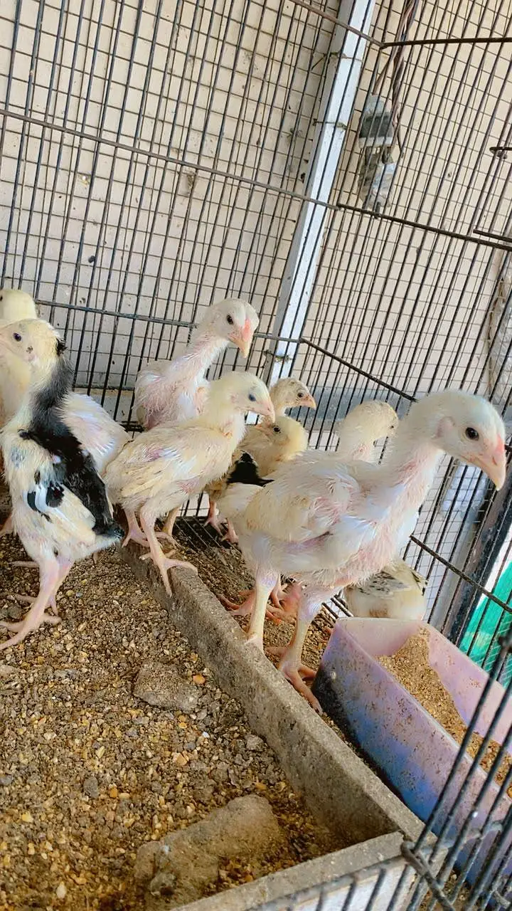 TOP QUALITY WHITE SHAMO CHIKS  fully vaccinated birds — photo 3