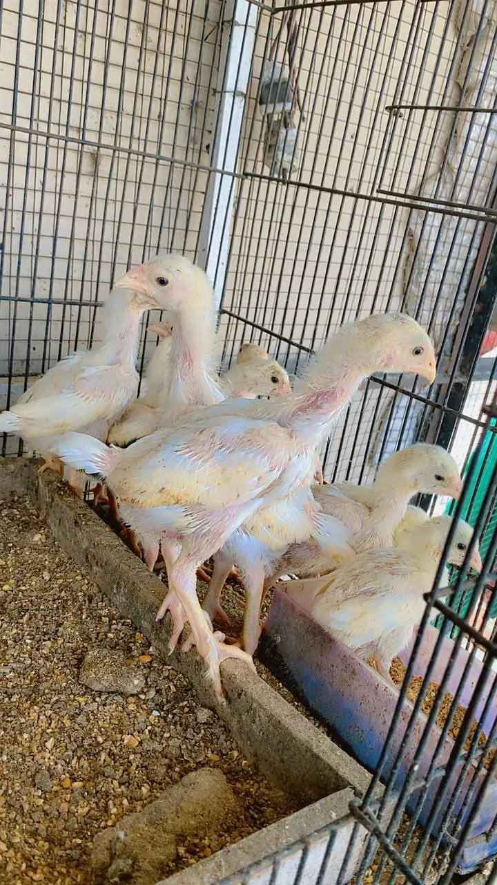 TOP QUALITY WHITE SHAMO CHIKS  fully vaccinated birds — photo 4