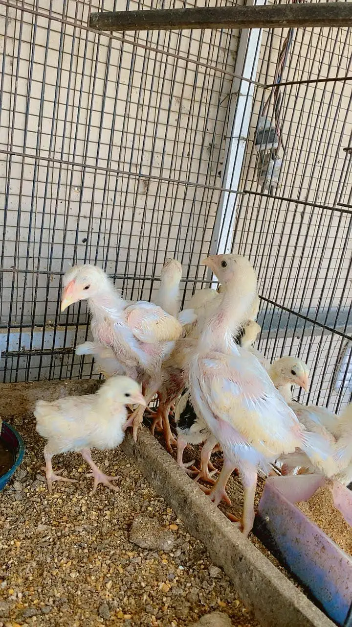 TOP QUALITY WHITE SHAMO CHIKS  fully vaccinated birds — photo 5