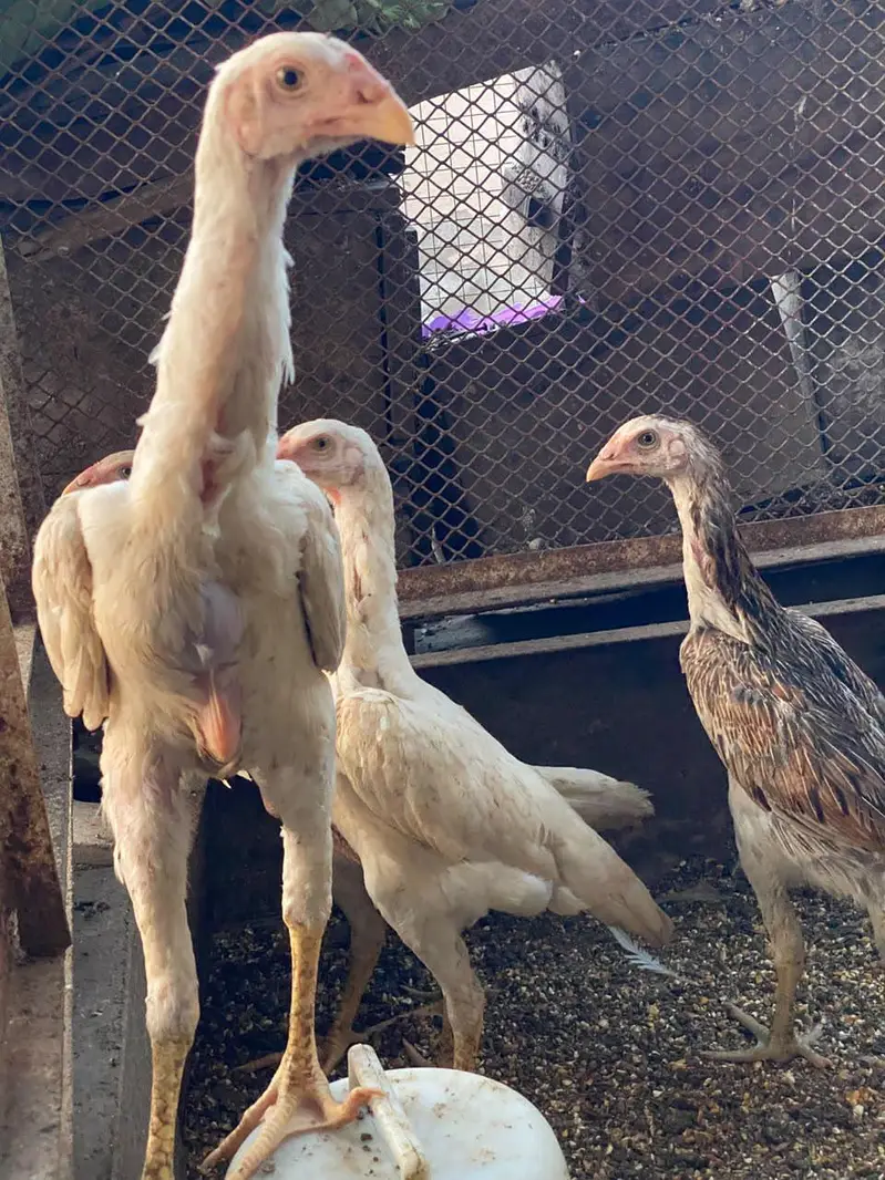 TOP QUALITY WHITE SHAMO CHIKS  fully vaccinated birds — photo 6
