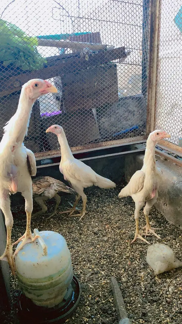 TOP QUALITY WHITE SHAMO CHIKS  fully vaccinated birds — photo 7