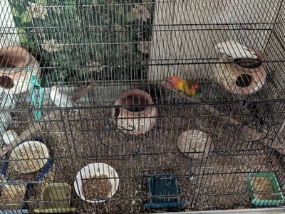 lovebirds