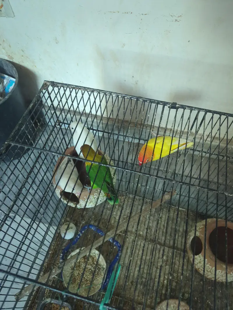 lovebirds — photo 2