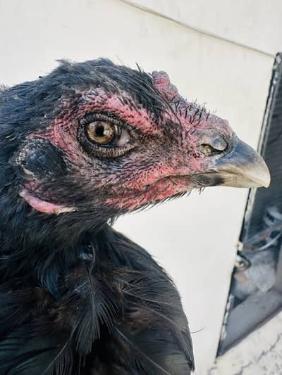 Thai x dragon madi hen