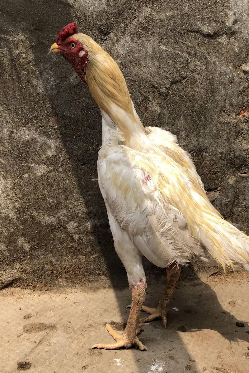 Aseel heera murga waleti cross madi Bohat Acha ruslt ha madi ka — photo 2
