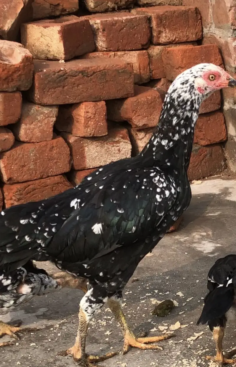 Aseel heera murga waleti cross madi Bohat Acha ruslt ha madi ka — photo 3