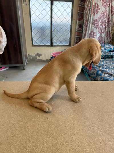 labrador
