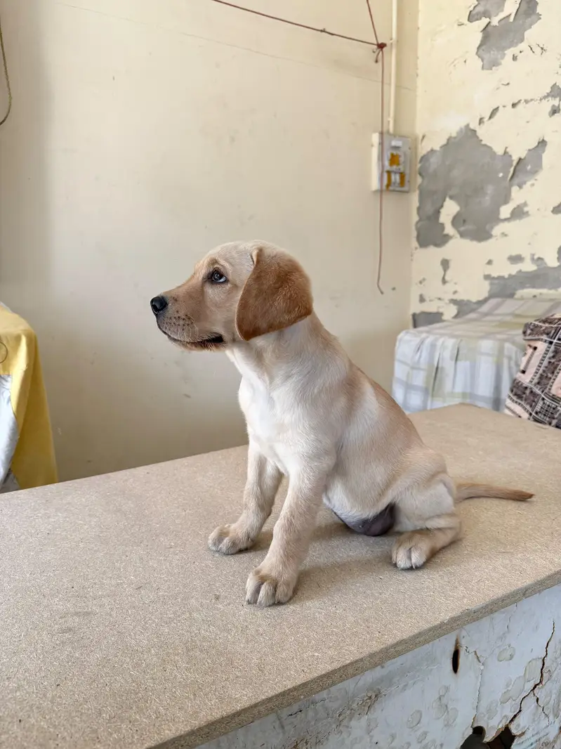 labrador — photo 2