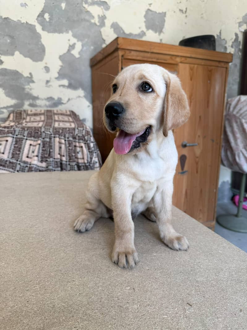 labrador 2
