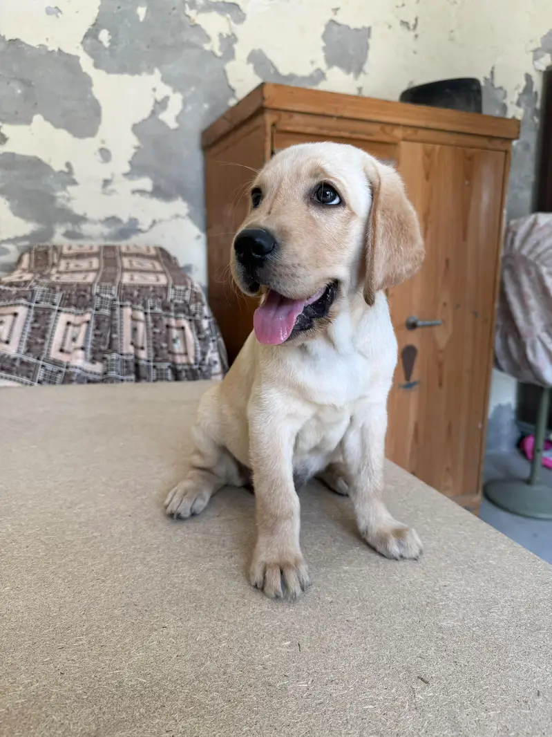labrador — photo 3