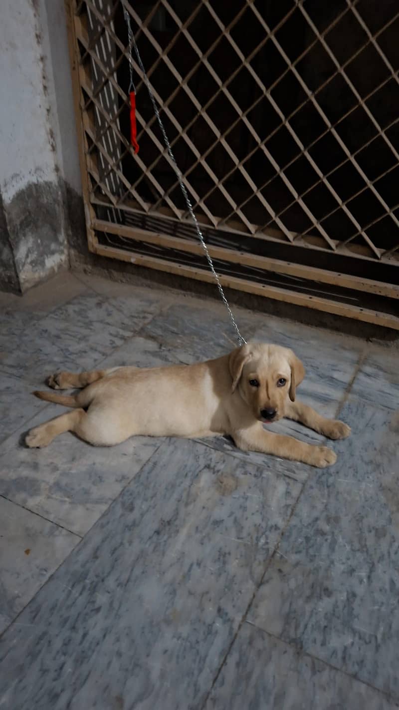 labrador 3