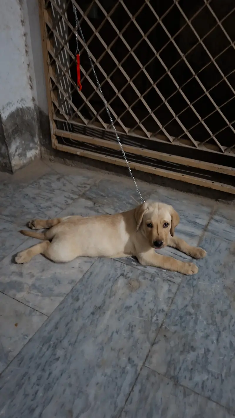 labrador — photo 4