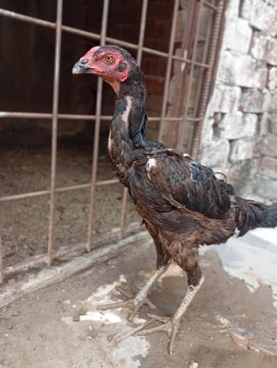 Shamo cross female for sale