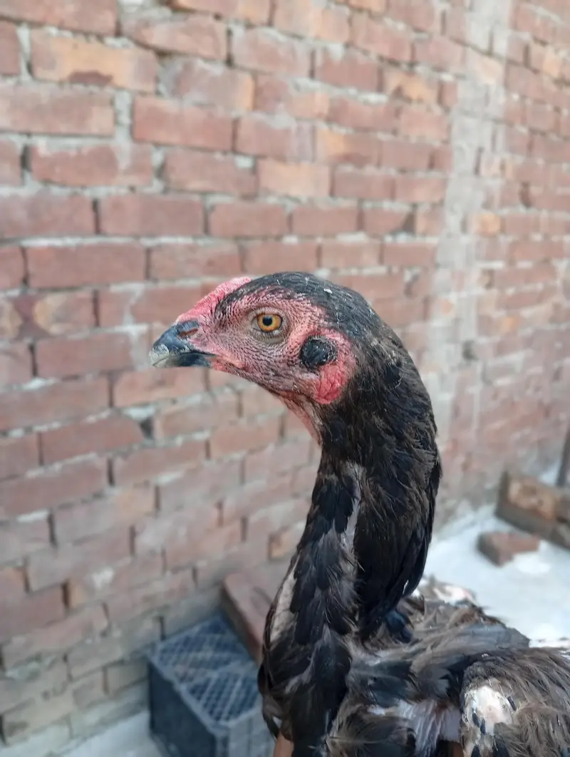 Shamo cross female for sale — photo 2