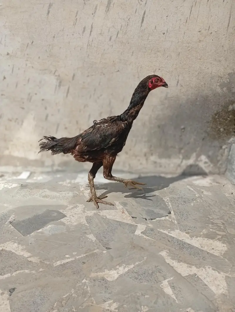 Shamo cross female for sale — photo 3